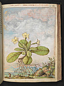 Primrose (Primula vulgaris),illustration