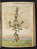 Hedge-hyssop (Gratiola officinalis)