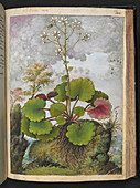 Herba tora plant,illustration