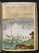 Pelosella plant,illustration