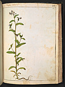 Italian bugloss (Anchusa azurea)
