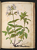 Soapwort (Saponaria sp.),illustration