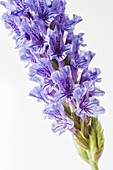 Lavender (Lavandula x christiana)