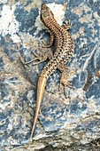 Autotomy and regeneration in lizards