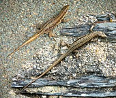 Autotomy and regeneration in lizards