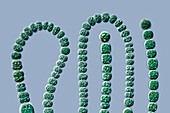 Anabena cyanobacterium,LM