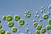 Pleodorina green alga,LM