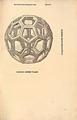 Truncated icosahedron,16th century