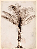 Sugar palm,19th century illustration