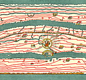 Peutinger table,historical map