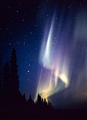 Aurora borealis or northern lights over a forest