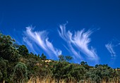 Mare's tail cirrus clouds