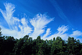 Plumes of cirrus cloud in the sky above trees