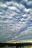 Altocumulus undulatus clouds