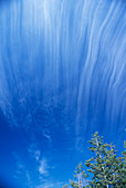 Cirrus clouds