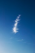 Cirrus clouds