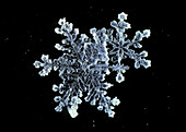 Macrophoto of 2 snow crystal joined together