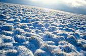 Snow covering clumps of tussock grass