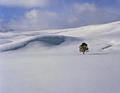 Snow field with a single tree