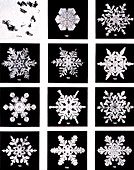 Snowflakes,historical image