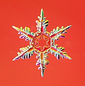 Snowflake,light micrograph