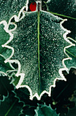 Winter frost on holly leaf