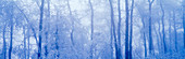 Hoar frost in woodland
