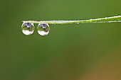 Dewdrops