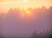 Sunlight through fog and trees