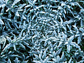 Frost covered thistle