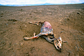 Dead cow during drought in Kenya