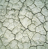 Dried mud of a river bed