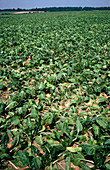Drought stricken sugar beet