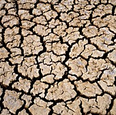 Mud cracking during a drought