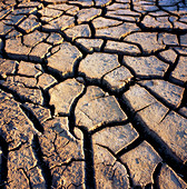 Mud cracks in the sun-baked earth