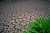 Cracked soil in drought