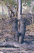 Burnt cycad trees