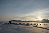 Dogsledge,Northern Greenland