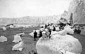Muir Glacier,Alaska,circa 1880