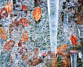 Icicles amongst frozen leaves