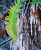 Icicles around a fern leaf