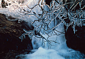 Icicles on branches
