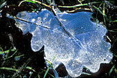 Oak leaf frozen in ice