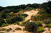 Coastal sand dune vegetation,Portugal
