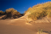 Sands of Forvie