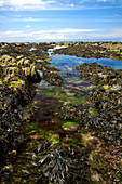 Seaweed at low tide