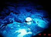 Sea anemone on rocks 3500 metres below sea level