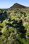 Volcanic lava field,Iceland