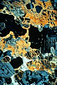 LM of thin section of Gabbro