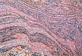 Cut rock surface of granite invading psammite